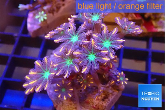 Clavularia papaya fire works 4-6 cm WYSIWYG acclimaté