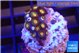 Zoanthus sunset kiwi 2-3 cm WYSIWYG acclimaté