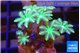 Clavularia papaya lemon tipped 2-4 cm WYSIWYG acclimaté