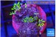 Pachyclavularia pink neon green 2-4 cm WYSIWYG acclimaté