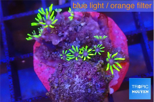 Pachyclavularia pink neon green 2-4 cm WYSIWYG acclimaté