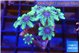 Clavularia papaya fire purple 2-4 cm WYSIWYG acclimaté
