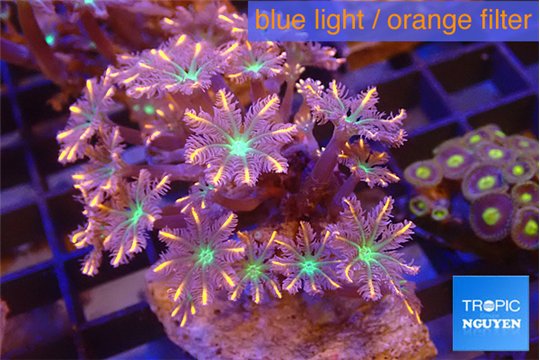 Clavularia papaya fire works 4-6 cm WYSIWYG acclimaté