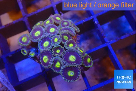 Zoanthus rainbow 2 cm WYSIWYG acclimaté