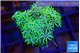 Pachyclavularia pink neon green 2-4 cm WYSIWYG acclimaté