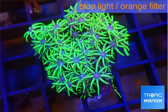 Pachyclavularia pink neon green 2-4 cm WYSIWYG acclimaté