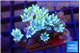 Clavularia papaya fire purple 3-5 cm WYSIWYG acclimaté