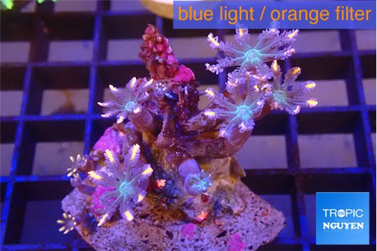 Clavularia papaya candy corn 4-6 cm WYSIWYG acclimaté