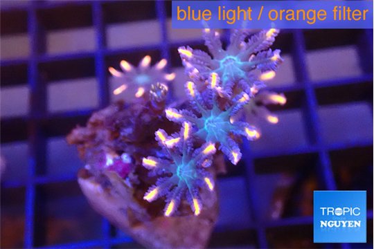 Clavularia papaya candy corn 3-4 cm WYSIWYG acclimaté