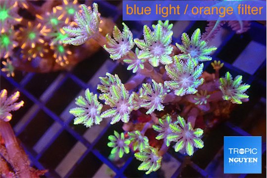 Clavularia papaya fire purple 4-6 cm WYSIWYG acclimaté