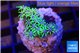 Pachyclavularia pink neon green 2-3 cm WYSIWYG acclimaté