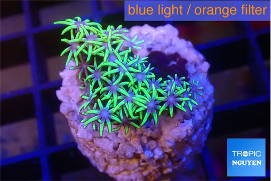 Pachyclavularia pink neon green 2-3 cm WYSIWYG acclimaté