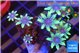 Clavularia papaya fire purple 3-4 cm WYSIWYG acclimaté