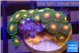 Zoanthus sunset kiwi 2 cm WYSIWYG acclimaté