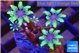 Clavularia papaya fire purple 2-3 cm WYSIWYG acclimaté