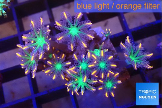 Clavularia papaya fire works 3-4 cm WYSIWYG acclimaté