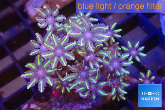Clavularia papaya lemon tipped 3-5 cm WYSIWYG acclimaté