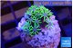 Pachyclavularia pink neon green 2-3 cm WYSIWYG acclimaté