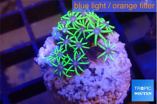 Pachyclavularia pink neon green 2-3 cm WYSIWYG acclimaté