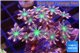Clavularia papaya fire works 4-6 cm WYSIWYG acclimaté