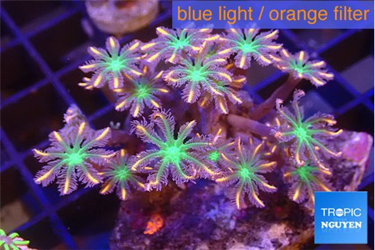 Clavularia papaya fire works 4-6 cm WYSIWYG acclimaté