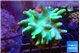 Lobophytum green body 7-12 cm WYSIWYG acclimaté