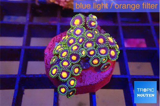 Zoanthus rainbow 2-4 cm WYSIWYG acclimaté