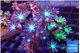 Clavularia papaya mix color 4-6 cm WYSIWYG acclimaté