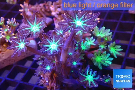 Clavularia papaya mix color 4-6 cm WYSIWYG acclimaté