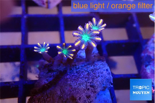 Clavularia papaya fire works 4 polyps WYSIWYG acclimaté