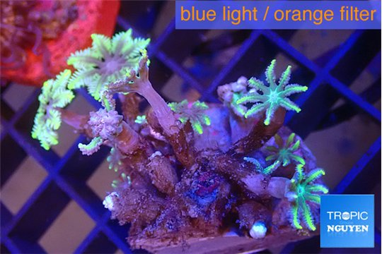 Clavularia papaya mix color 3-4 cm WYSIWYG acclimaté