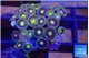 Zoanthus purple green 2-3 cm WYSIWYG acclimaté