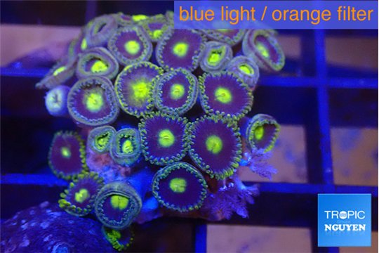 Zoanthus purple green 2-3 cm WYSIWYG acclimaté