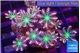 Clavularia papaya fire works 3-4 cm WYSIWYG acclimaté