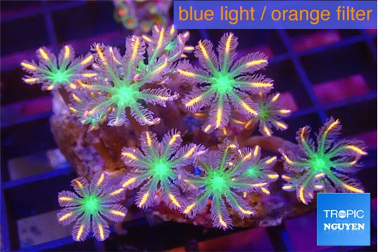 Clavularia papaya fire works 3-4 cm WYSIWYG acclimaté