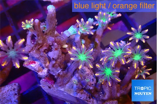 Clavularia papaya fire works 3-4 cm WYSIWYG acclimaté