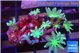 Clavularia papaya fire green 3-4 cm WYSIWYG acclimaté