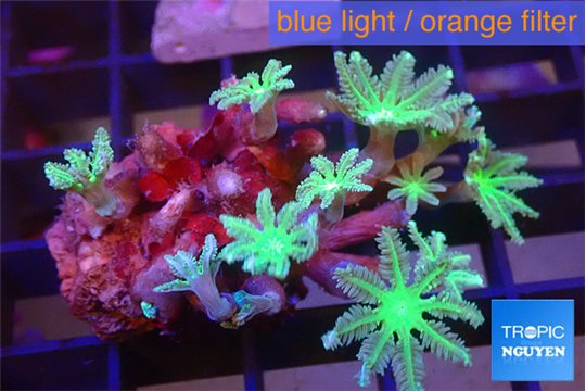 Clavularia papaya fire green 3-4 cm WYSIWYG acclimaté