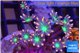 Clavularia papaya fire works 3-5 cm WYSIWYG acclimaté