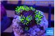 Pachyclavularia pink neon green 2-3 cm WYSIWYG acclimaté