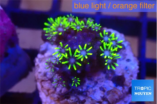 Pachyclavularia pink neon green 2-3 cm WYSIWYG acclimaté