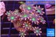 Clavularia papaya fire works 4-6 cm WYSIWYG acclimaté