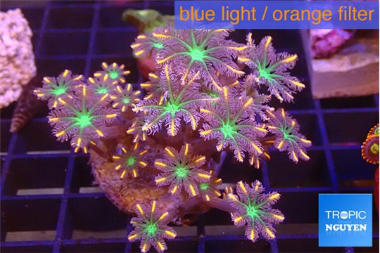 Clavularia papaya fire works 4-6 cm WYSIWYG acclimaté