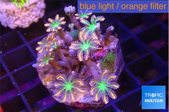 Clavularia papaya fire works 3-4 cm WYSIWYG acclimaté