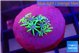 Pachyclavularia pink neon green 1-2 cm WYSIWYG acclimaté