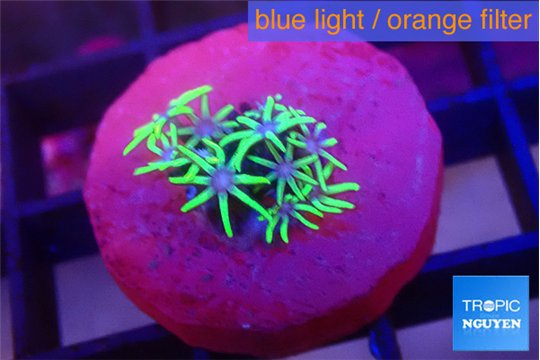 Pachyclavularia pink neon green 1-2 cm WYSIWYG acclimaté