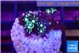 Pachyclavularia neon green 2 cm WYSIWYG acclimaté