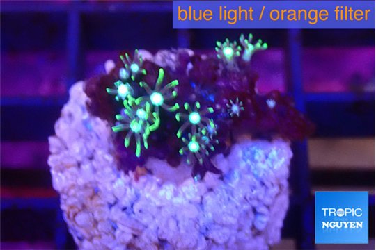 Pachyclavularia neon green 2 cm WYSIWYG acclimaté