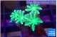 Clavularia papaya fire green 4-5 polyps WYSIWYG acclimaté