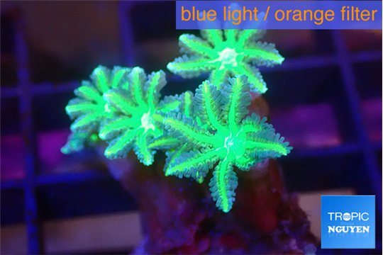 Clavularia papaya fire green 4-5 polyps WYSIWYG acclimaté